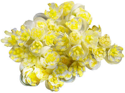 Ulei esential de litsea cubeba